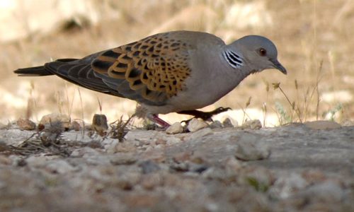 Αντιδρά η Ορνιθολογική στην ρυθμιστική για το κυνήγι