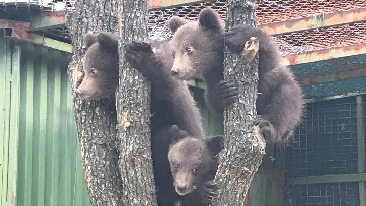Φλώρινα: Δύο αρκουδάκια νεκρά σε τροχαίο