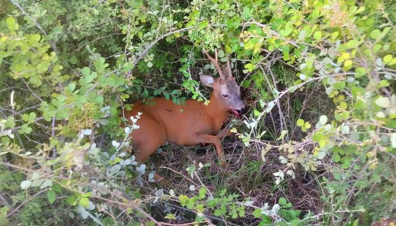 Παναγιωτόπουλος: Να αποζημιώνει το κράτος τους οδηγούς στα τροχαία με άγρια ζώα