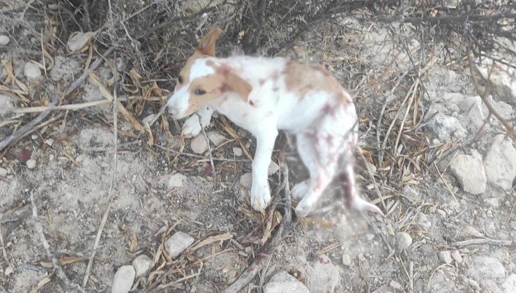 Μία ακόμη κτηνωδία στο Ηράκλειο Κρήτης καθώς πατέρας και γιος πυροβόλησαν πέντε κουτάβια.