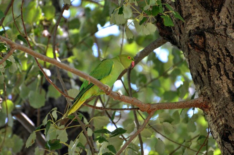 Πράσινοι παπαγάλοι : Εξωτικούς… «ενοίκους» απέκτησε το αισθητικό άλσος της Λάρισας