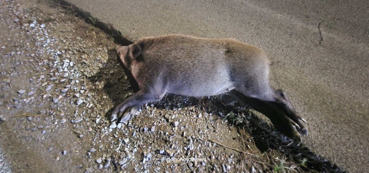 Βόλος: Από “θαύμα” σώθηκαν 5 νεαροί σε τροχαίο με αγριογούρουνο