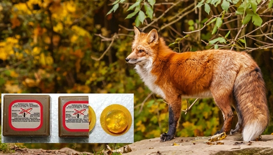 Ξεκινούν οι αεροεμβολιασμοί έναντι του ιού της λύσσας