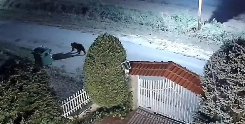 Μεγάλη αρκούδα κόβει βόλτες έξω από σπίτι στους Αμπελόκηπους στην Καστοριά ... VIDEO