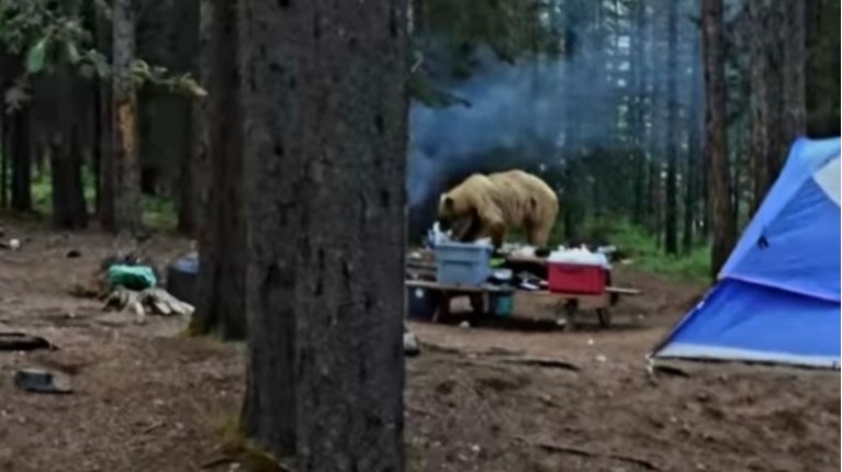 Αρκούδα έφτασε έξω από σκηνή κατασκηνωτών στη Βάλια Κάλντα