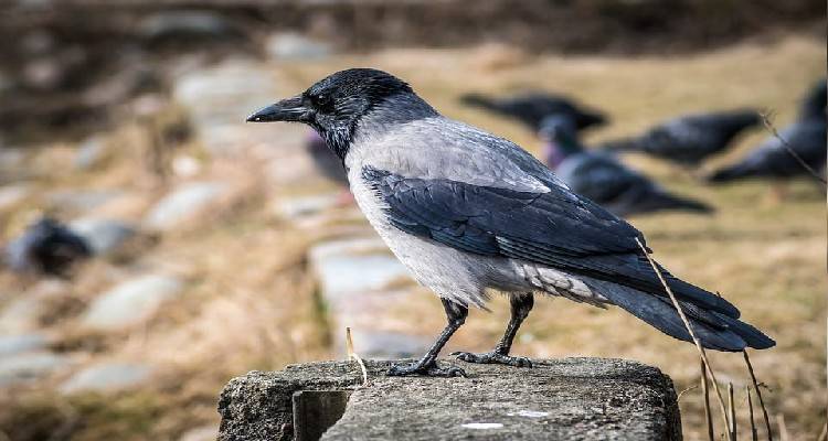 Κ.Σ. Λήμνου : Για κάθε 10 ζεύγη ποδιών θηρευμένων κορακοειδών θα δίνεται ένα κουτί φυσίγγια