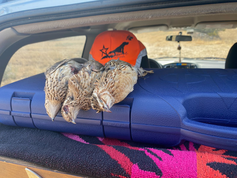 Ανταπόκριση περασμάτων : Καλό πέρασμα από ορτύκια στη Ροδόπη....18/9/2024