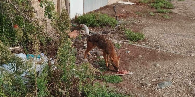 Τσακάλι “έκοβε βόλτες” έξω από τη Λάρισα