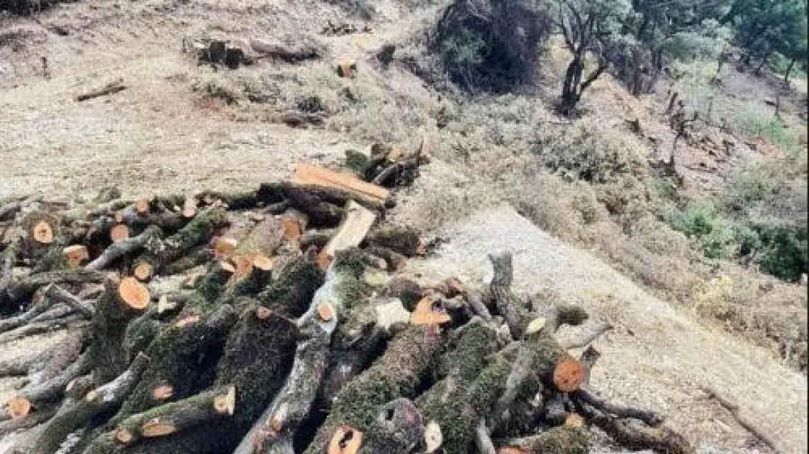 Αλβανοί λαθροϋλοτόμοι «εξαφάνισαν» δάσος στο Σούλι