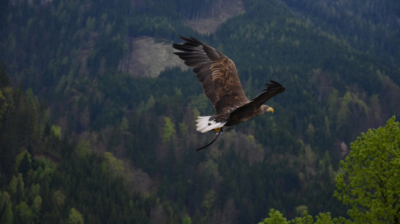 Νορβηγία: Βασιλικός αετός επιτέθηκε σε κοριτσάκι 20 μηνών