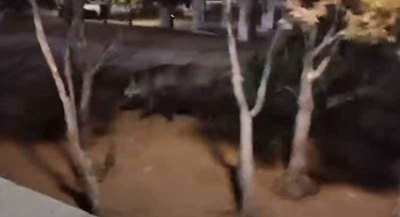 Μενίδι: Αγριογούρουνα κόβουν βόλτες στην πλατεία Θρακομακεδόνων...VIDEO