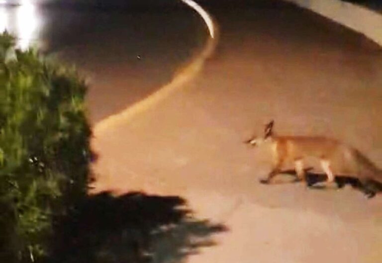 Καλαμάτα: Βραδινή βόλτα για μια αλεπού στην παραλία...VIDEO