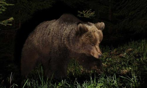 Επιθέσεις από λύκους και αρκούδες και θανατώσεις ζώων σε χωριά της Κόνιτσας