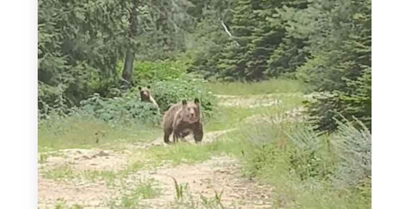 Συνάντηση με δυο αρκούδες είχε ο Πρόεδρος του Κ.Σ. Προσοτσάνης....VIDEO