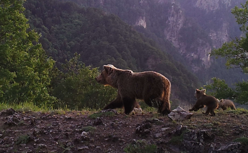 Σύνηθες φαινόμενο πλέον …. Αρκουδάκια βολτάρουν στην Κρανιά Ασπροποτάμου ...VIDEO