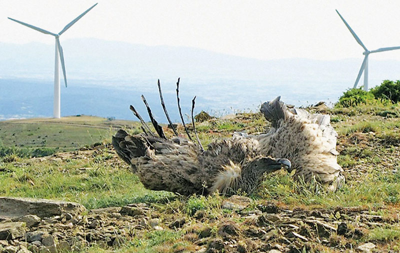 Ανεμογεννήτριες στην καμένη Δαδιά!