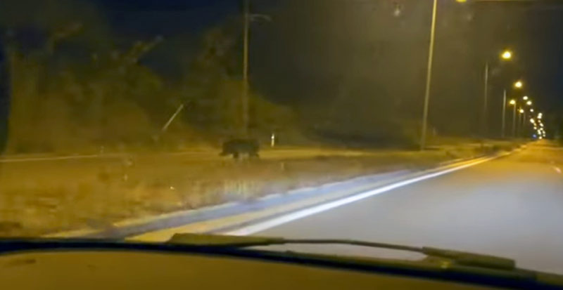 Προσοχή στα αγριογούρουνα κοντά στο “Κουρί” Κοζάνης...VIDEO