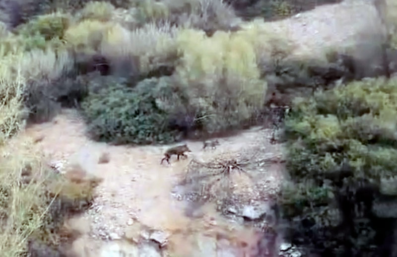 Αγέλη αγριόχοιρων στο εκπαιδευτήριο του Σχιστού....VIDEO