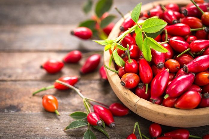 Κυνόροδα-Αγριοτριανταφυλλιά: Οι θεραπευτικοί καρποί του φθινοπώρου