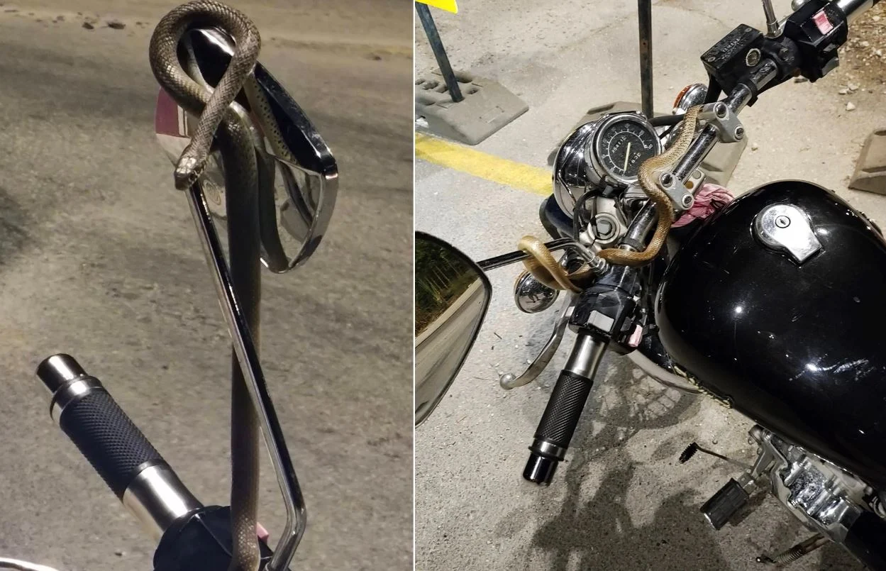 Ηγουμενίτσα: Τρόμος εν κινήσει για οδηγό μοτοσικλέτας – Φίδι τυλίχθηκε γύρω από το τιμόνι