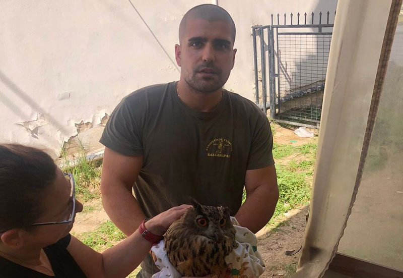 Διάσωση μπούφου από τη θηροφυλακή του Κ.Σ. Κασσάνδρας