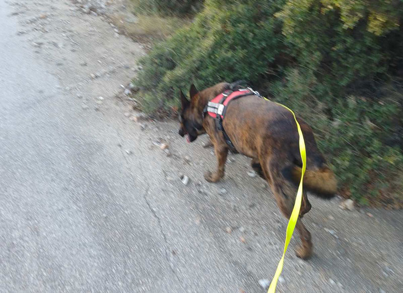 Ο σκύλος της Γ' ΚΟΠ εντόπισε φόλες σε περιοχή της Αργολίδας