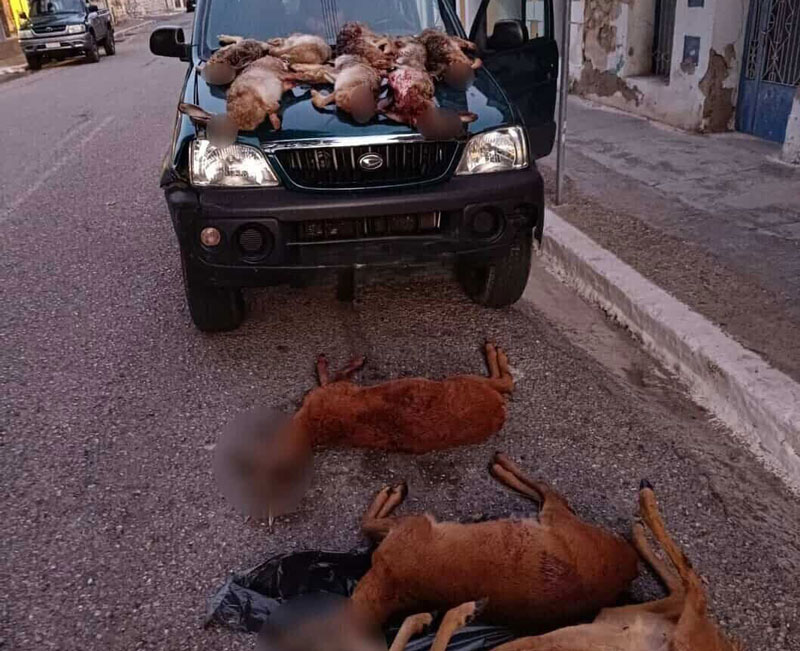 Δ' ΚΟΣΕ : Από τύχη δεν θρηνήσαμε θύματα σε περιστατικό λαθροθηρίας στη Δωρίδα