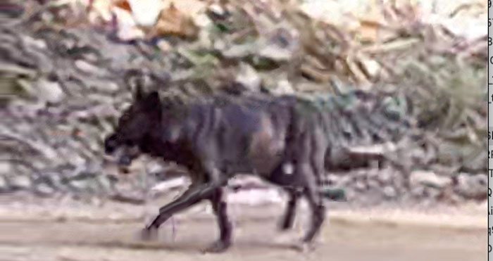 Γεμάτο με λυκόμορφα το Μπέλες...VIDEO