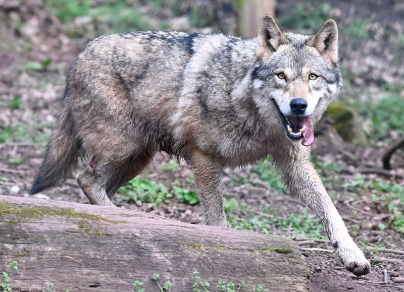 Η Ευρώπη δείχνει το δρόμο για το καθεστώς προστασίας του λύκου