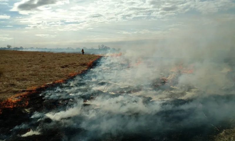 Τι είναι η αρχαία πρακτική της «καλής φωτιάς» που καίει λιβάδια - Σώζει πουλιά, αρκούδες και μούρα