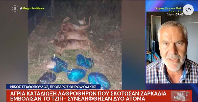 Η επιτυχία της θηροφυλακής στη Φωκίδα στο MEGA....VIDEO