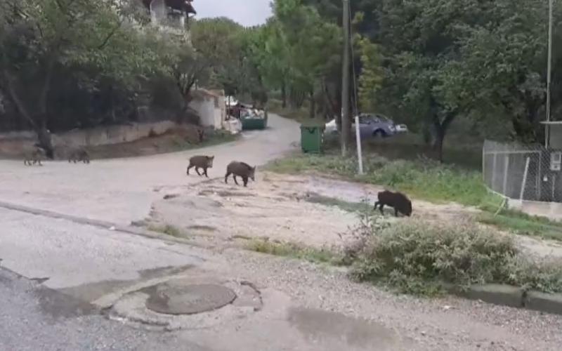 Λύκοι «κόβουν βόλτες» 300 μ. από σπίτια στη Θεσσαλονίκη - Ψάχνουν αγριογούρουνα