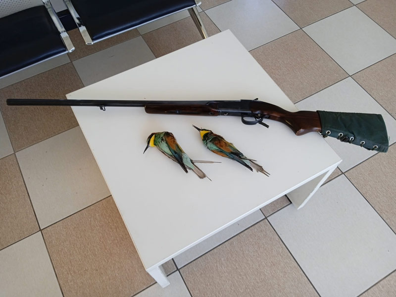 Β' ΚΟΑ : Κατάσχεση όπλου, μήνυση και 800 ευρώ πρόστιμο για λαθροθηρία μελισσοφάγων