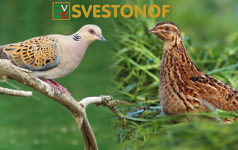 Ανταπόκριση περασμάτων : Μπεκάτσες, τρυγόνια, ορτύκια και τσίχλες έχουν ανακατέψει την τράπουλα....16/9/2024