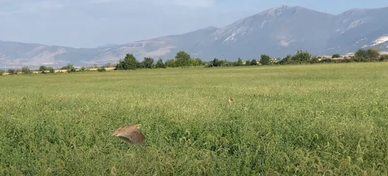 Ντουμπλέ σε ορτύκια με ένα....εικοσαράκι στην έναρξη....VIDEO