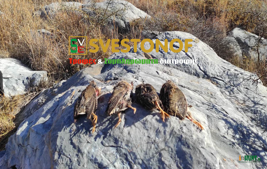 Ανταπόκριση περασμάτων : Μεγάλο πέρασμα από ορτύκια...22/9/2024