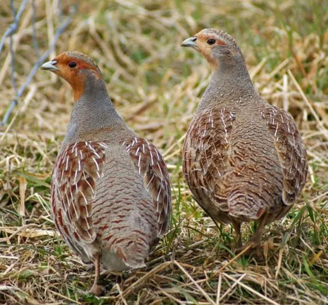 Κ.Σ. Ξάνθης : Καμπίσιες πέρδικες πίνουν μολυσμένο νερό....VIDEO