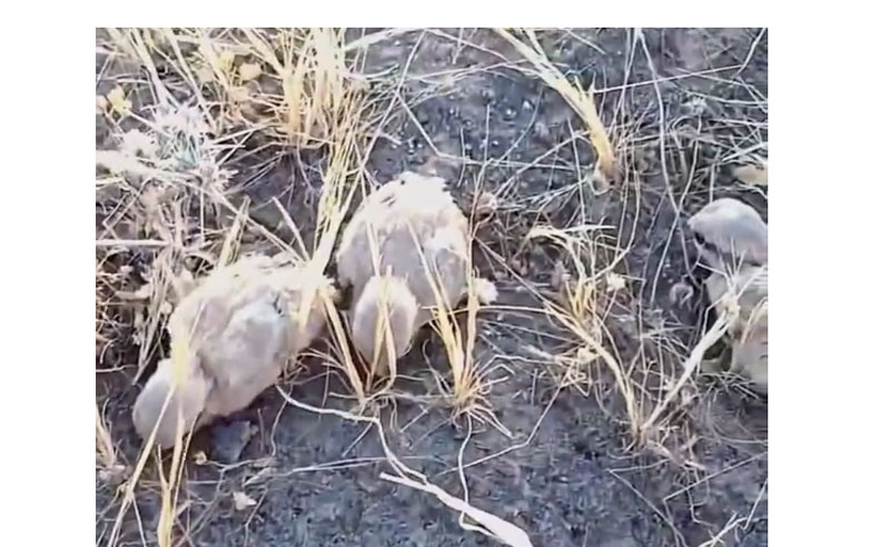 Πως τα περδικάκια αποφεύγουν τους διώκτες τους....VIDEO