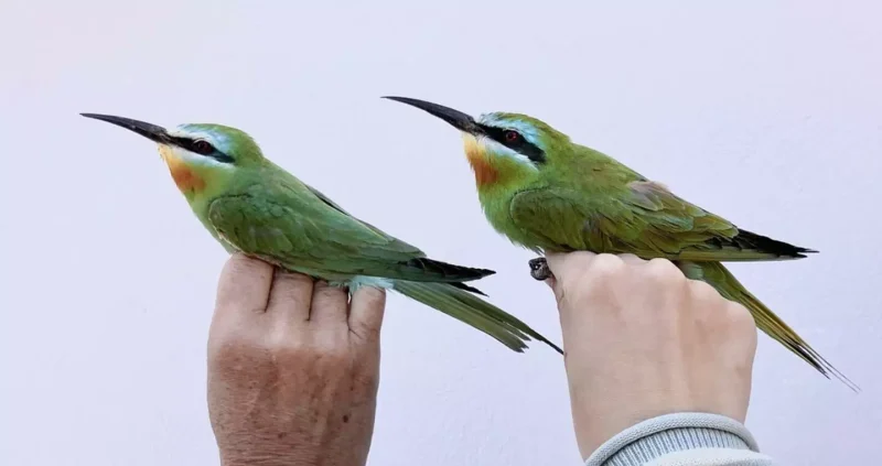 Γαύδος: Δακτυλιώθηκαν 4.014 πουλιά από 75 διαφορετικά είδη!