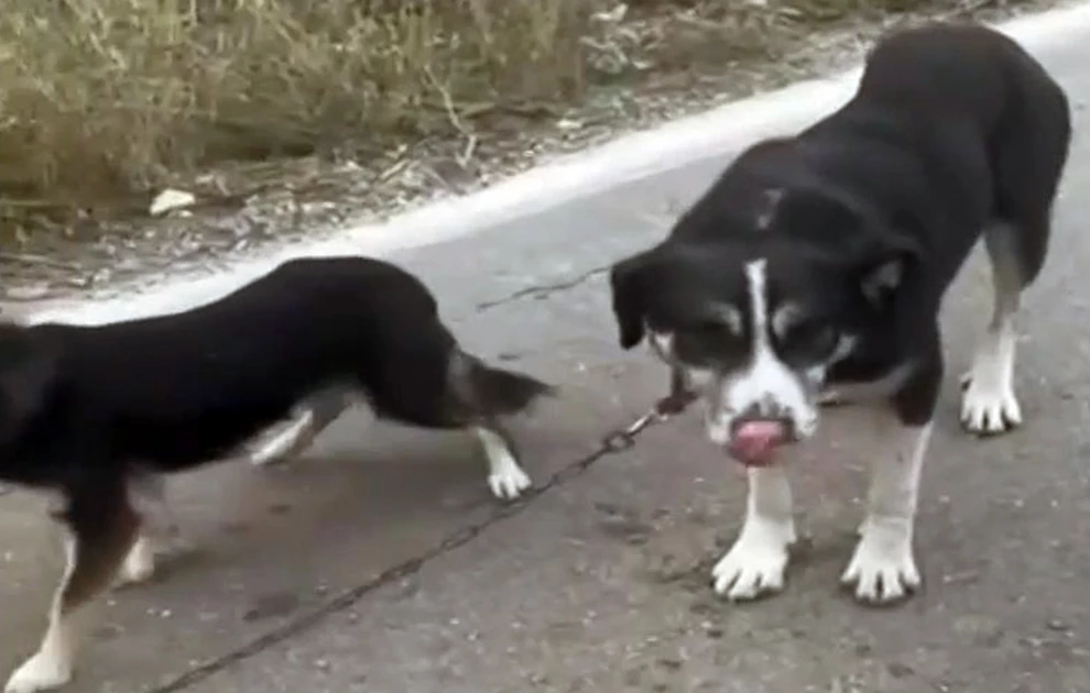 Λευκάδα : Πρόστιμο 60.000 ευρώ για κακοποίηση σκύλων