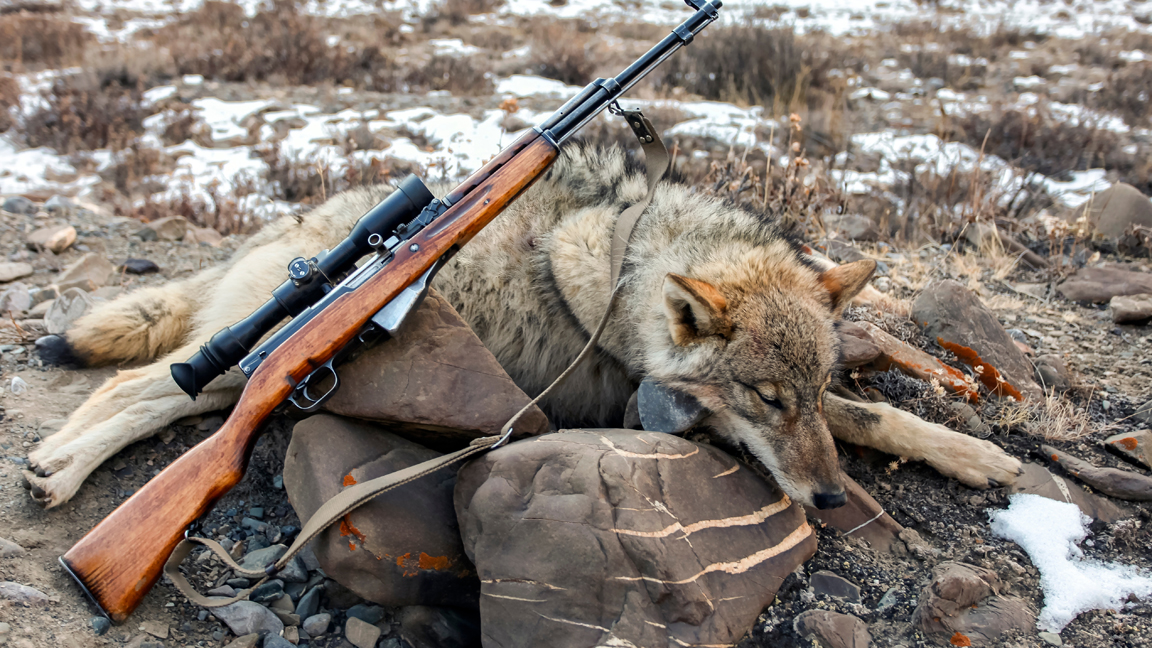 Η διαχείριση του πληθυσμού των λύκων συνεχίζεται στην Ελβετία για δεύτερη συνεχή χρονιά