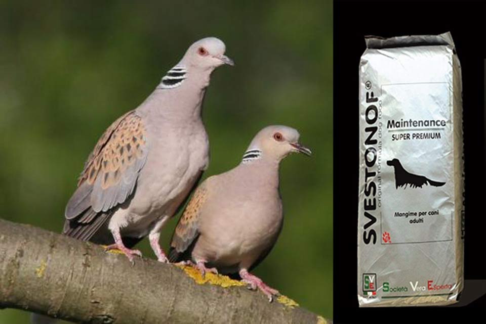 Ανταπόκριση περασμάτων : Το πρώτο αξιόλογο πέρασμα τρυγονιών....8/9/2024