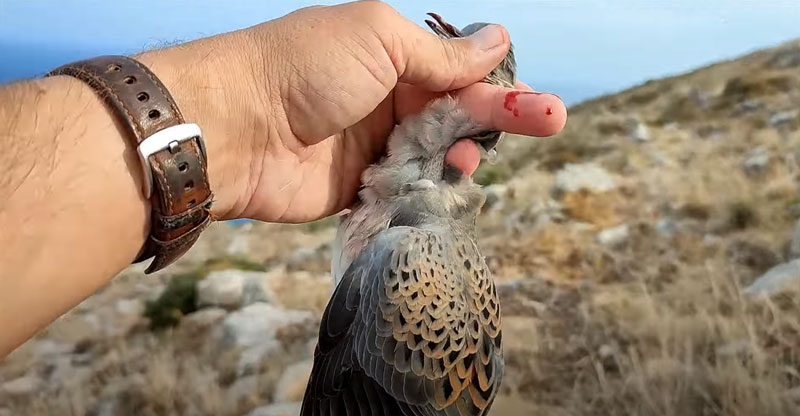 Κυνηγώντας ορτύκια και τρυγόνια στη Μάνη ...VIDEO