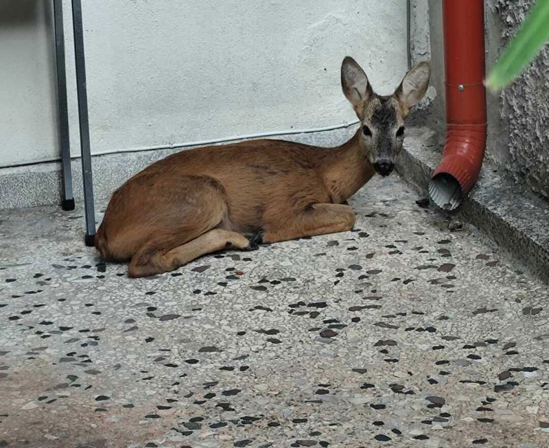 Ζαρκάδι στην αυλή σπιτιού στη Νάουσα...VIDEO