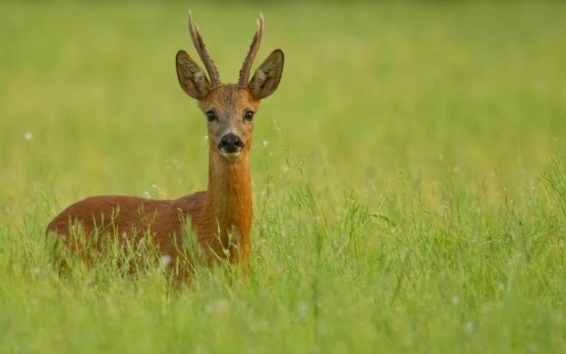 Πρώτη επίσημη καταγραφή ζαρκαδιού στον κάμπο της Κωπαίδας...VIDEO