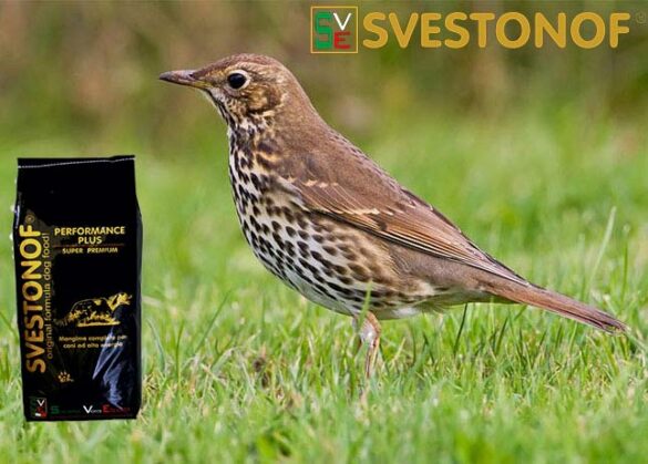 Ανταπόκριση περασμάτων : Το πρώτο καλό πέρασμα τσίχλας....13/10/2024