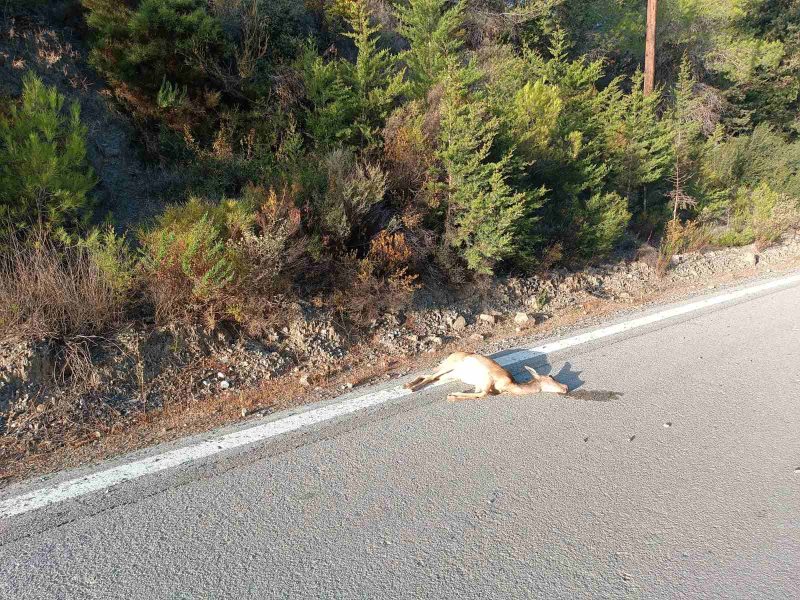 Δεν έχουν τέλος τα τροχαία ατυχήματα με τα ελάφια