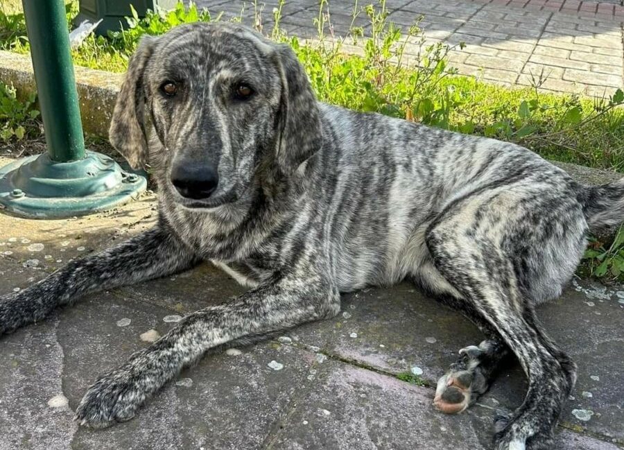 Φθιώτιδα: Καταγγελίες για φρικαλεότητες και θανάτωση αδέσποτων ζώων