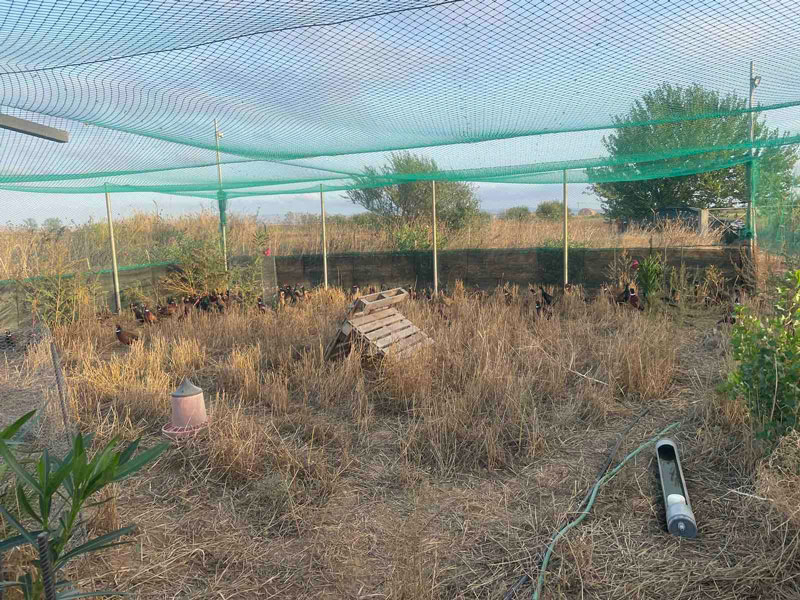 Κ.Σ. Λήμνου : Φασιανοί στους κλωβούς προσαρμογής