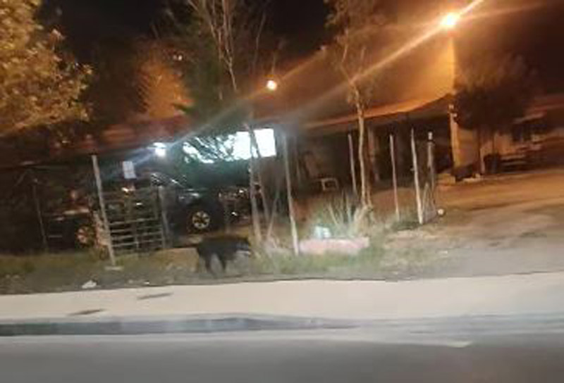 Αγριογούρουνα επισκέφθηκαν … την Λέσχη Ειδικών Δυνάμεων στον Βόλο ...VIDEO